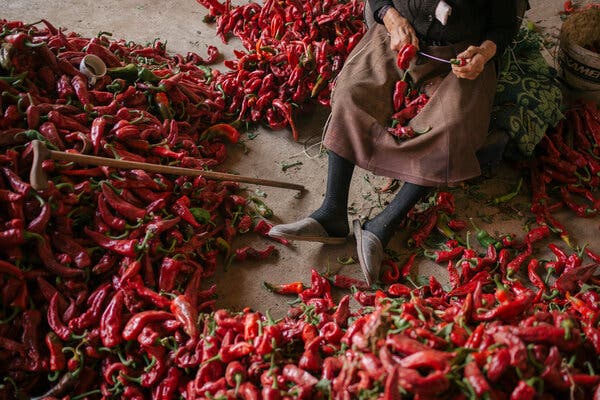 Threading red peppers to make paprika in Serbia. The plant, Capsicum annuum, is the most widely consumed species of pepper, and its varieties include bell peppers, chiles, jalapeños and cayenne.